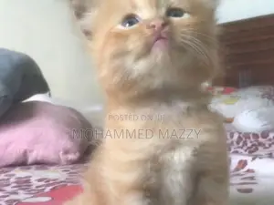 Persian Cat