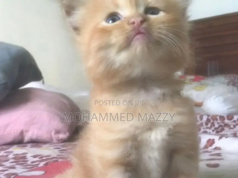 Persian Cat