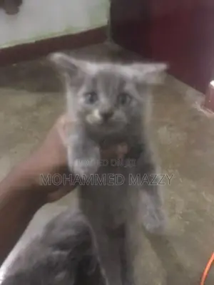 Persian Cat