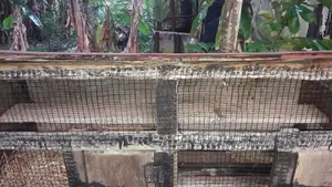 Bird Cage