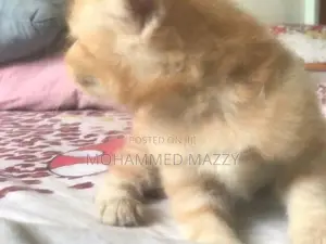 Persian Cat