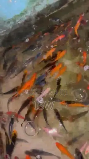 Calf Fish