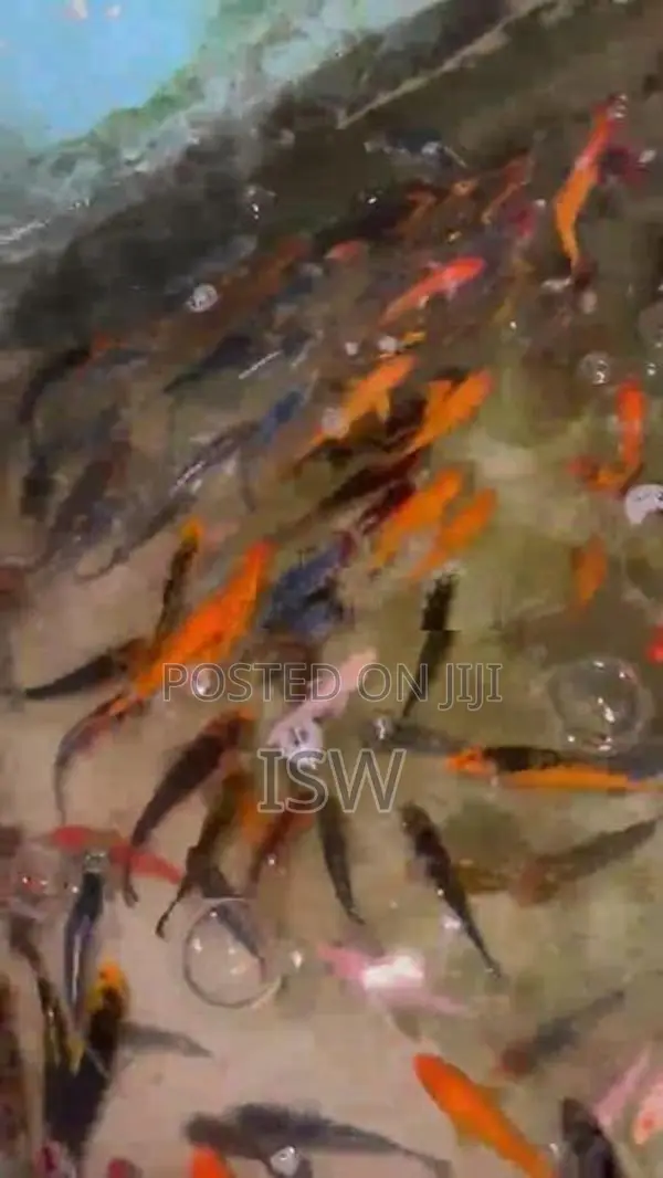 Calf Fish