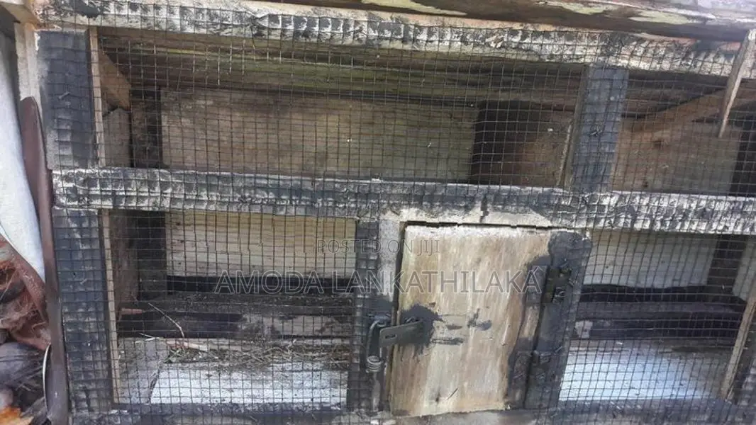 Bird Cage