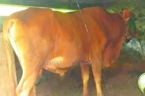 Cow