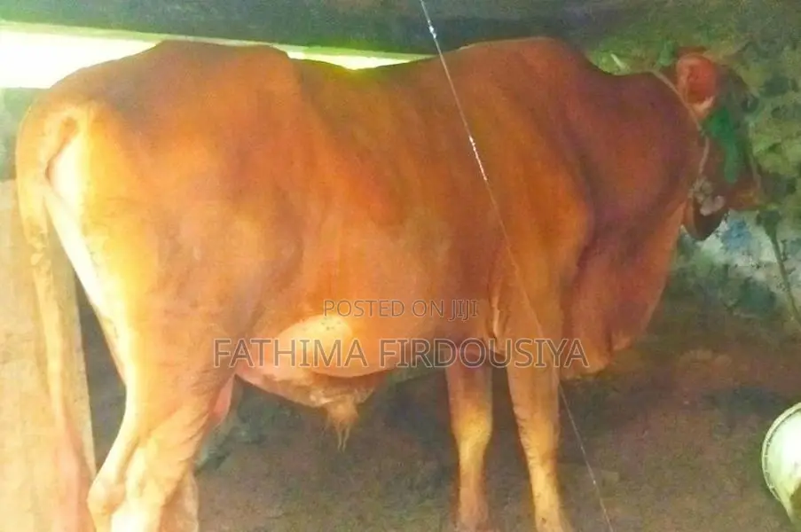 Cow