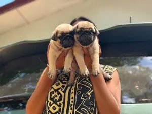 pug puppies