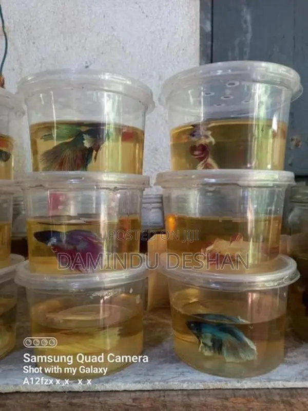 Betta Fish