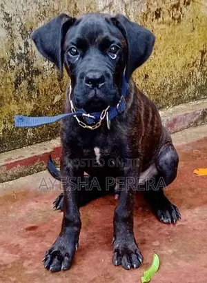 Cane Corso Puppy