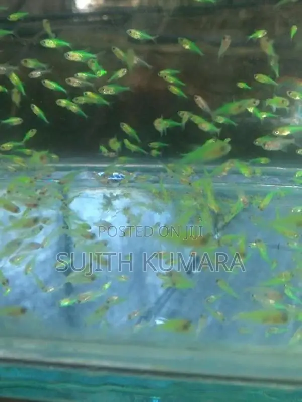 tetra fish