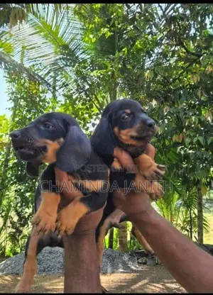 Dachshund puppies