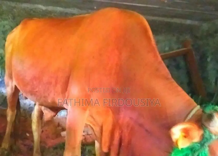 Cow