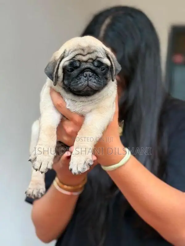 pug puppies