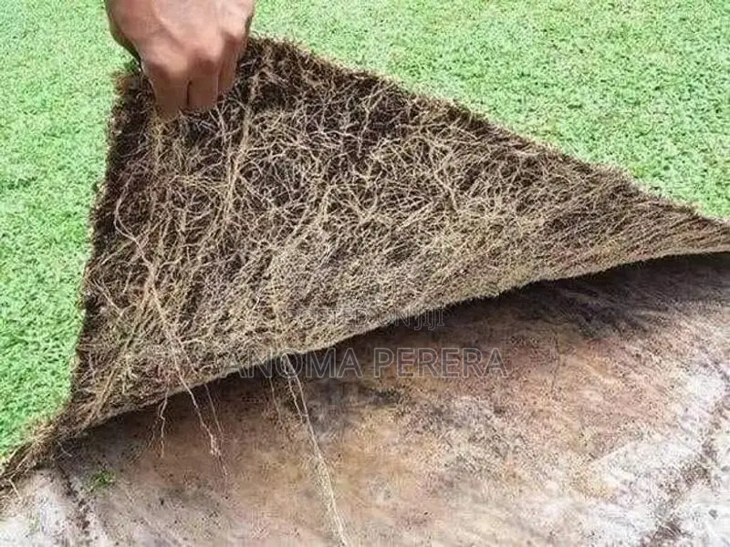 Malaysian Grass Quality No.01
