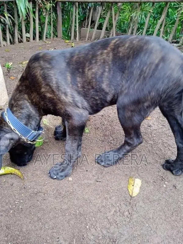 Cane Corso Puppy