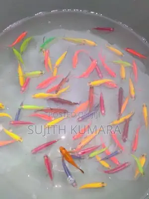 tetra fish