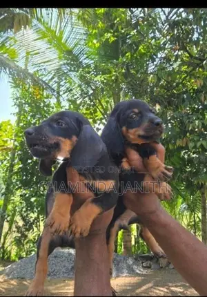 Dachshund puppies