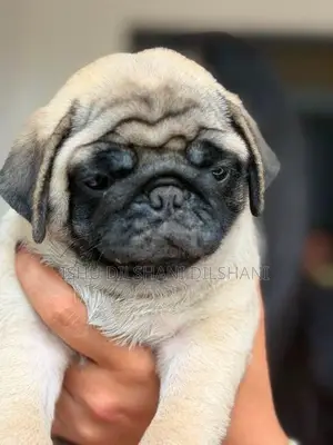 pug puppies