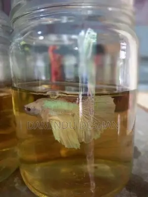 Betta Fish