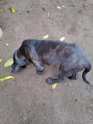 Cane Corso Puppy