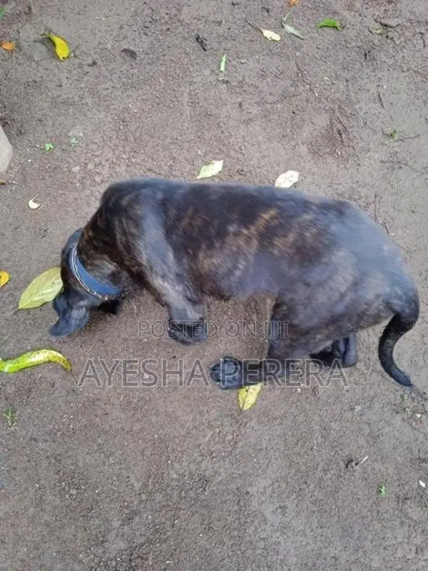 Cane Corso Puppy