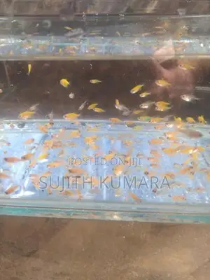 tetra fish