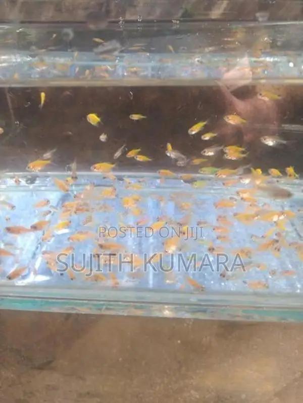 tetra fish