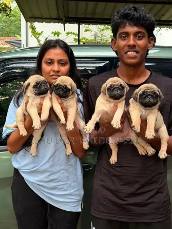 pug puppies