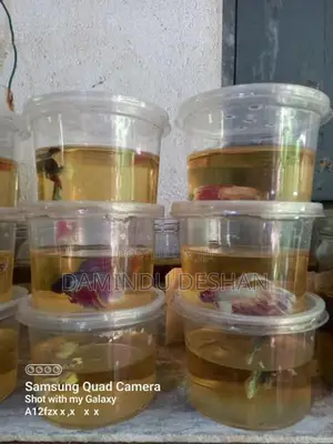 Betta Fish