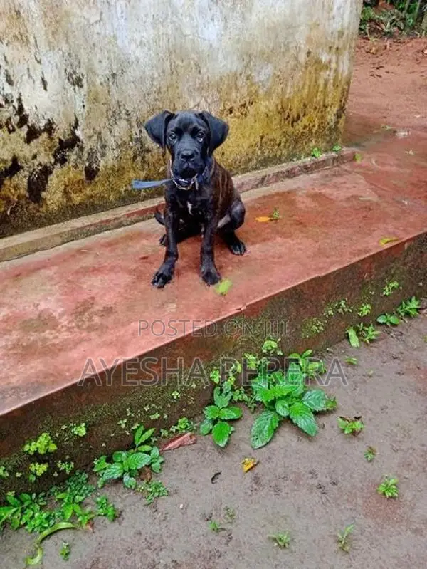 Cane Corso Puppy