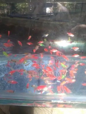 tetra fish