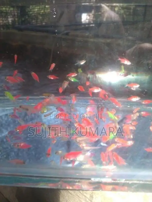 tetra fish