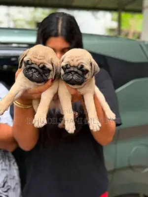 pug puppies