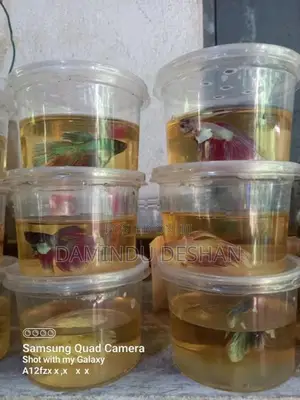 Betta Fish