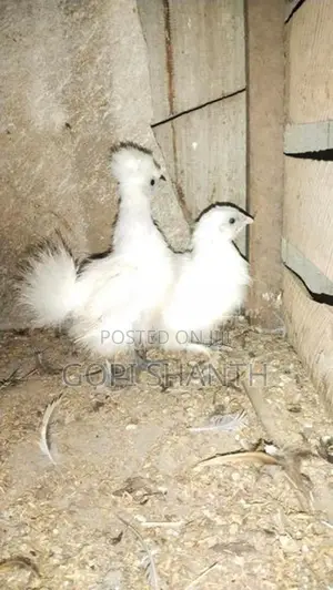 Bantam Chick