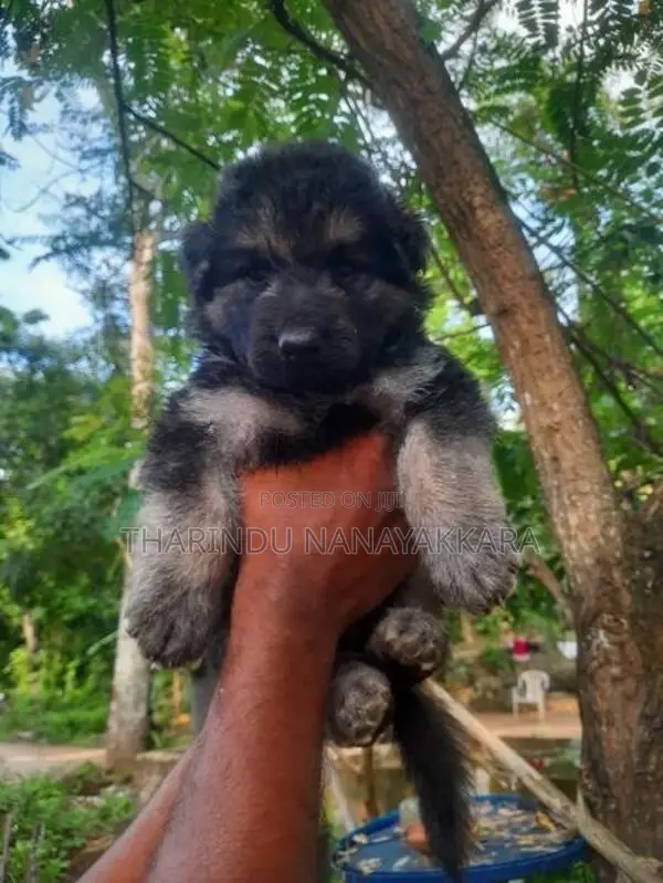 Germansheprd puppy