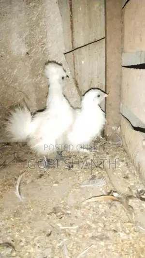 Bantam Chick