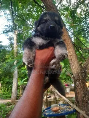 Germansheprd puppy