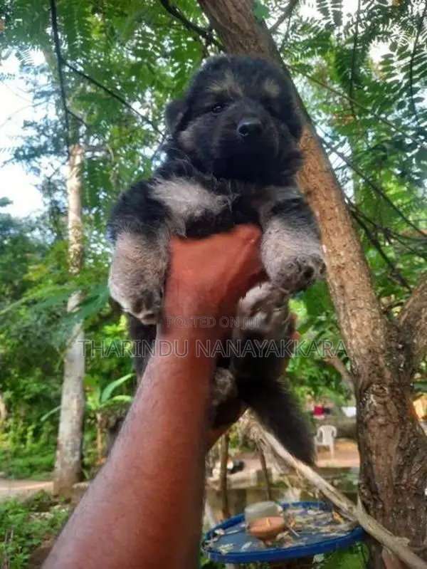 Germansheprd puppy