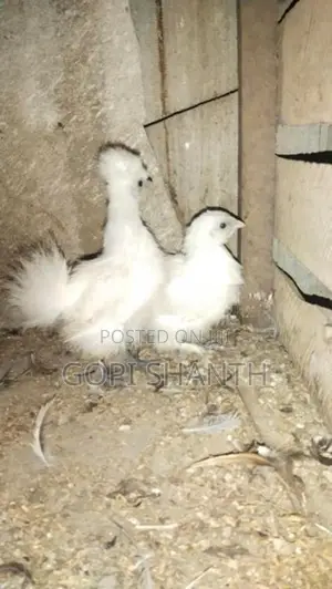 Bantam Chick