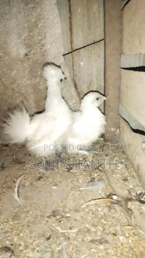 Bantam Chick