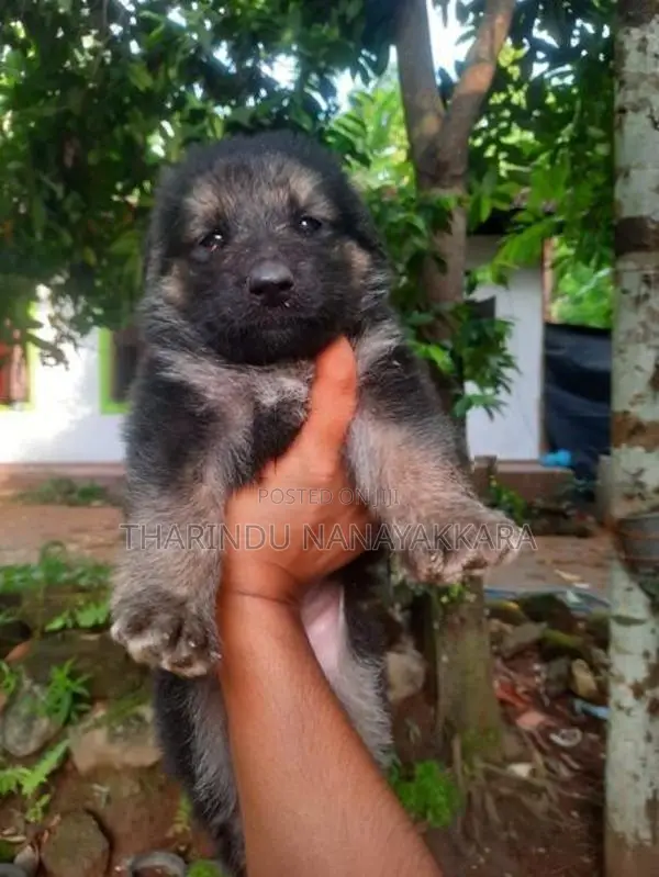 Germansheprd puppy