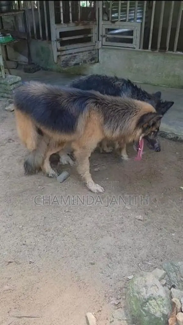 German Shepherd Male Dog