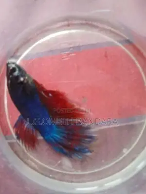 Betta Fish