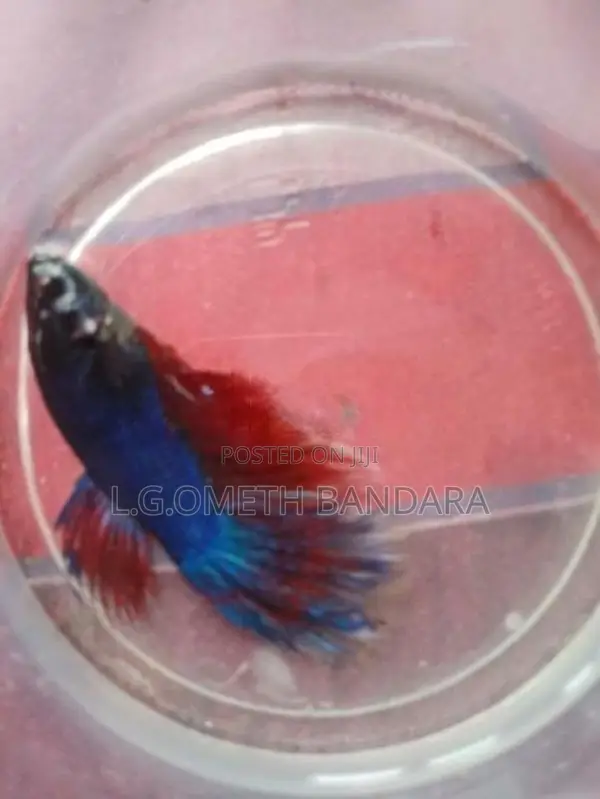 Betta Fish