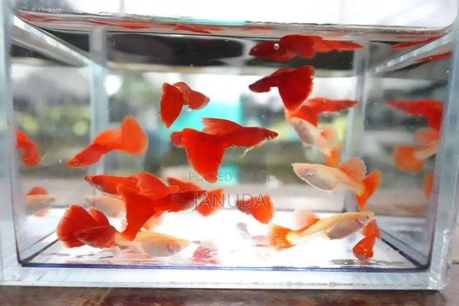 Albino Fish Full Red
