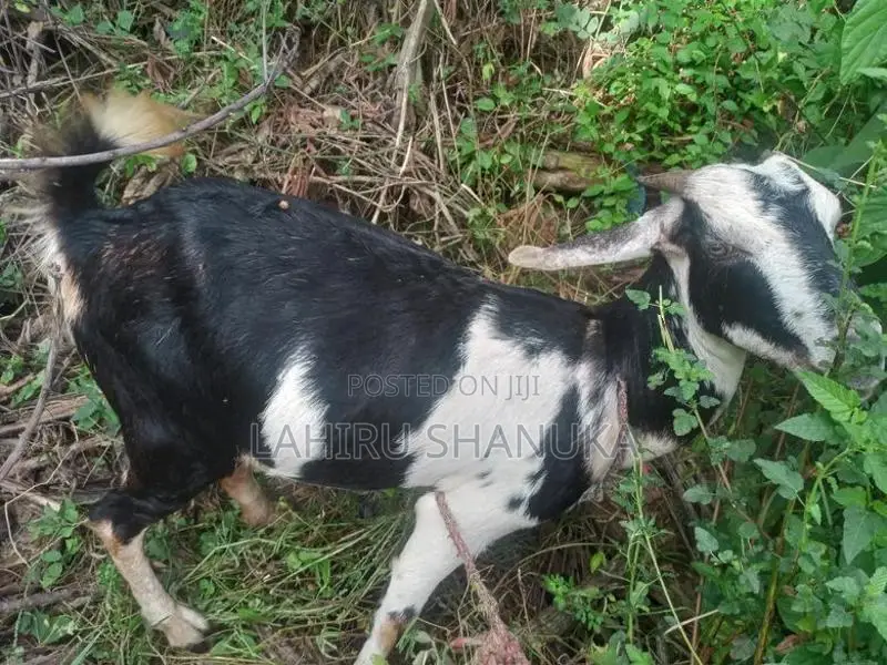 Farm Goat