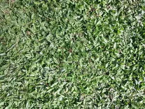 Malaysian Grass