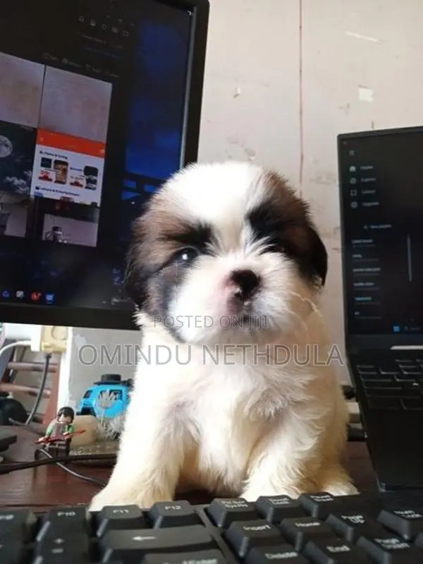 Shih Tzu Male Puppy