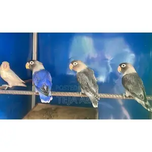 African Love Birds